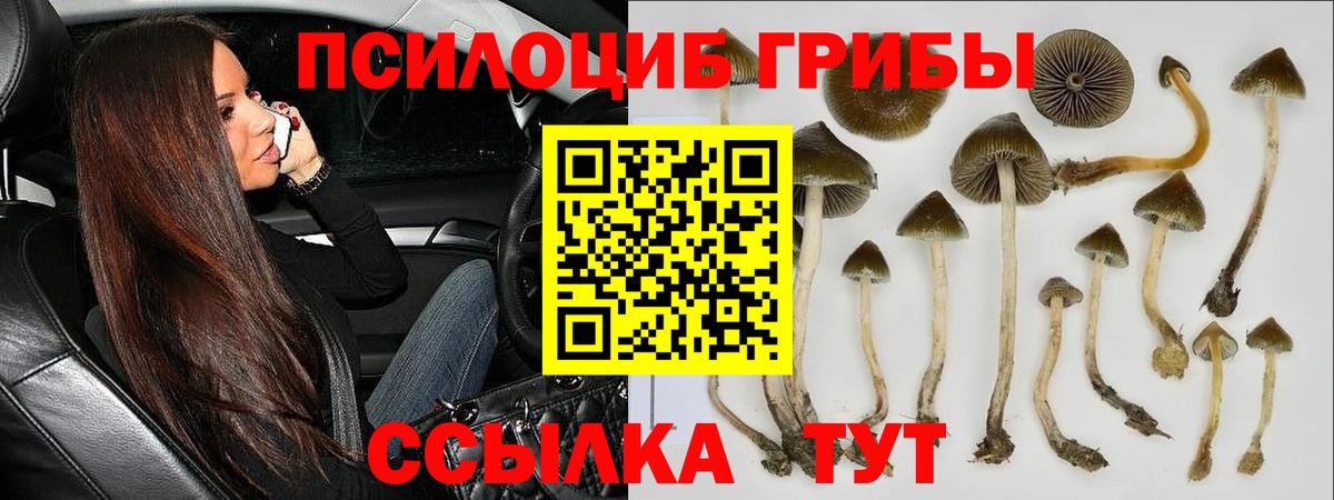 Псилоцибиновые грибы Psilocybine cubensis  Вход с VPN  Кингисепп 